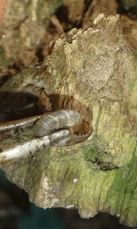 Discidae : Discus ruderatus?